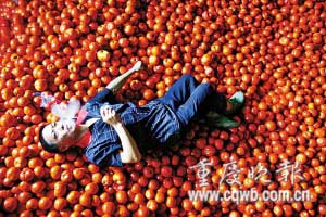 重庆数万公斤番茄烂在地里 2角1斤无人买(图)