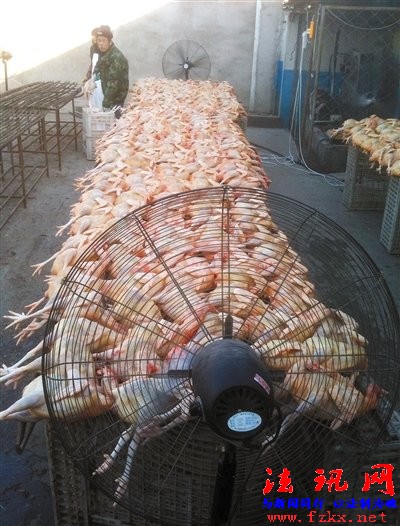 北京屠宰场销售大量死鸡 将肉鸡风干冒充柴鸡