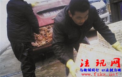北京屠宰场销售大量死鸡 将肉鸡风干冒充柴鸡