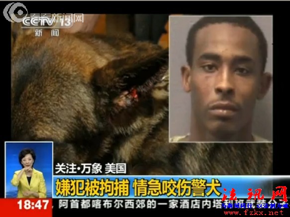 见过人咬狗么？美国逃犯咬伤警犬耳朵